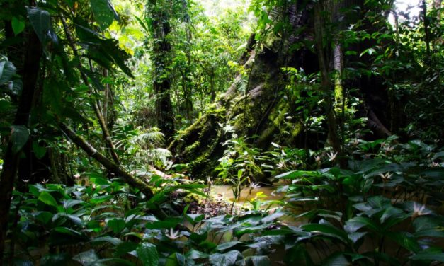 Domstol i Colombia ger rättigheter till Amazonas